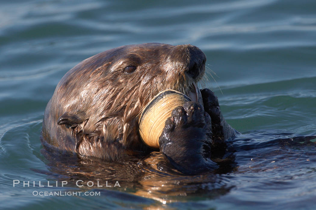 A sea otter eats a clam that it has taken from the shallow sandy bottom of Elkhorn Slough.  Because sea otters have such a high metabolic rate, they eat up to 30% of their body weight each day in the form of clams, mussels, urchins, crabs and abalone.  Sea otters are the only known tool-using marine mammal, using a stone or old shell to open the shells of their prey as they float on their backs. Elkhorn Slough National Estuarine Research Reserve, Moss Landing, California, USA, Enhydra lutris, natural history stock photograph, photo id 21622