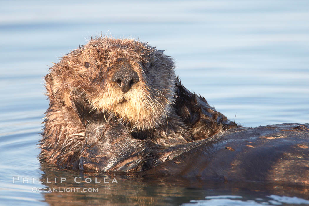 A sea otter, resting and floating on its back, in Elkhorn Slough. Elkhorn Slough National Estuarine Research Reserve, Moss Landing, California, USA, Enhydra lutris, natural history stock photograph, photo id 21626