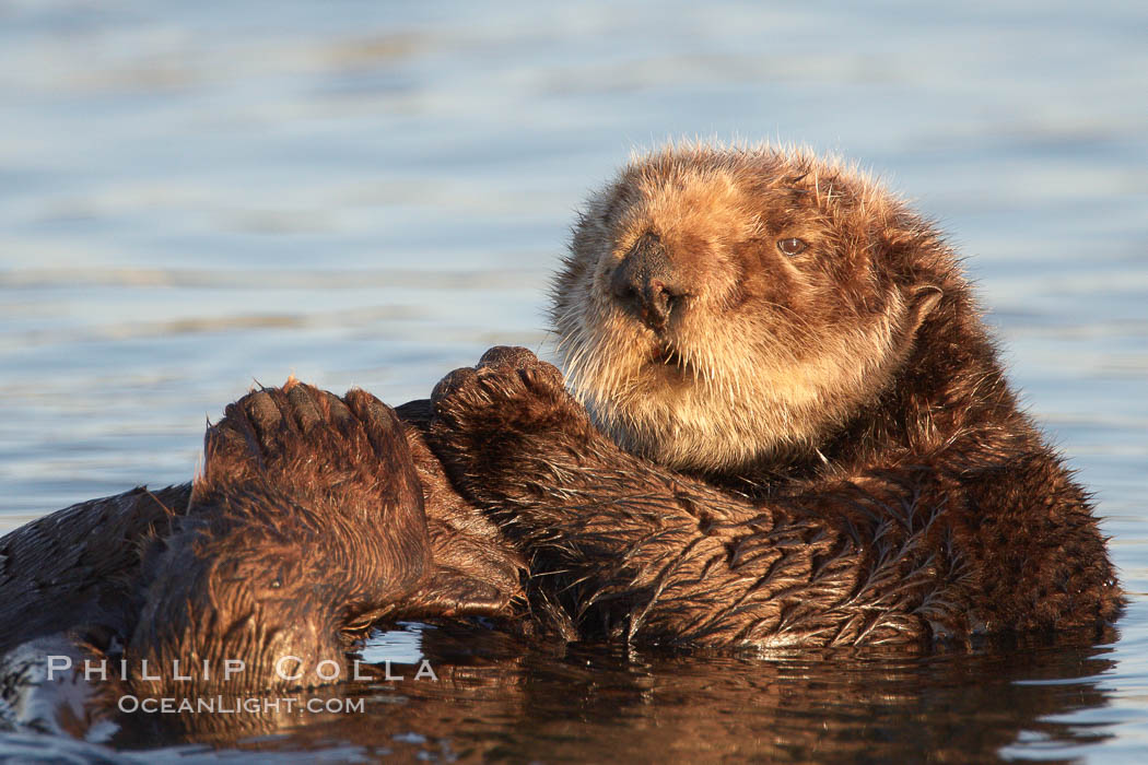 A sea otter resting, holding its paws out of the water to keep them warm and conserve body heat as it floats in cold ocean water. Elkhorn Slough National Estuarine Research Reserve, Moss Landing, California, USA, Enhydra lutris, natural history stock photograph, photo id 21638