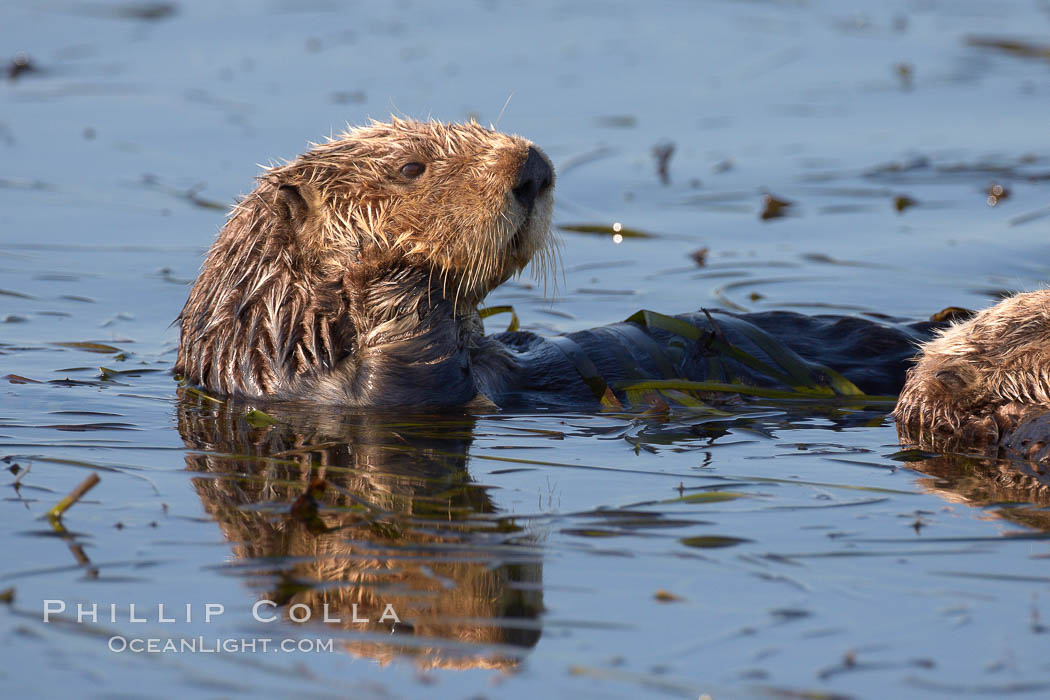 A sea otter resting, holding its paws out of the water to keep them warm and conserve body heat as it floats in cold ocean water. Elkhorn Slough National Estuarine Research Reserve, Moss Landing, California, USA, Enhydra lutris, natural history stock photograph, photo id 21642