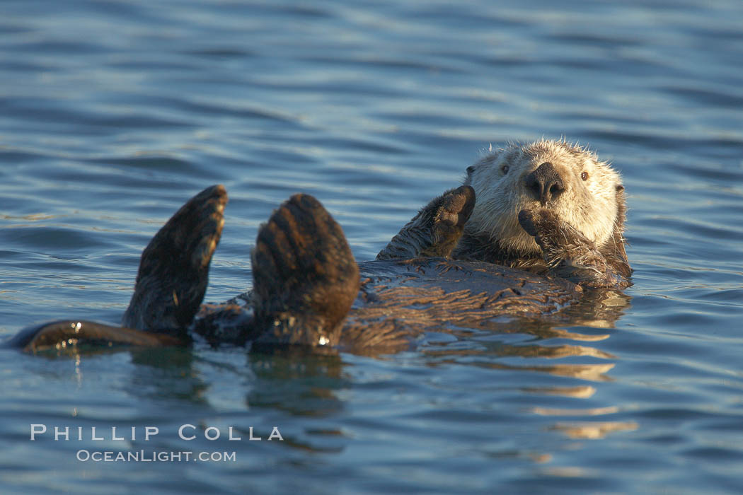 A sea otter, resting on its back, holding its paw out of the water for warmth.  While the sea otter has extremely dense fur on its body, the fur is less dense on its head, arms and paws so it will hold these out of the cold water to conserve body heat. Elkhorn Slough National Estuarine Research Reserve, Moss Landing, California, USA, Enhydra lutris, natural history stock photograph, photo id 21646