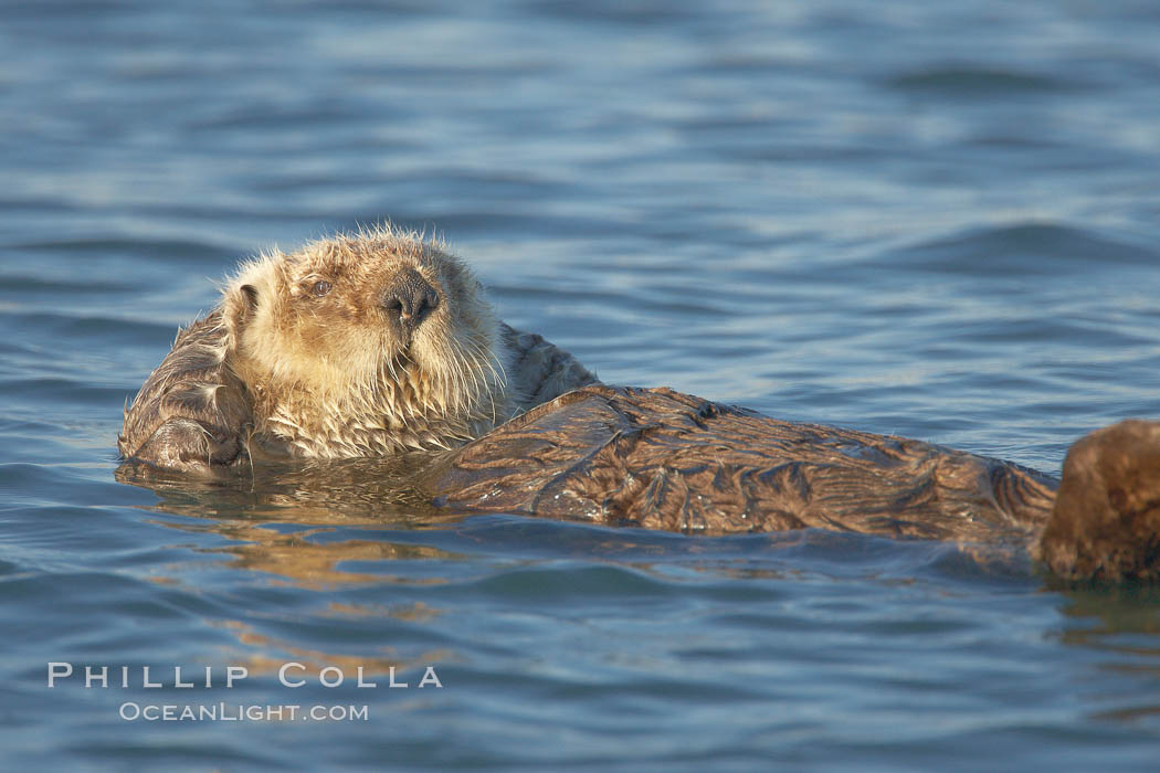 A sea otter, resting and floating on its back, in Elkhorn Slough. Elkhorn Slough National Estuarine Research Reserve, Moss Landing, California, USA, Enhydra lutris, natural history stock photograph, photo id 21620