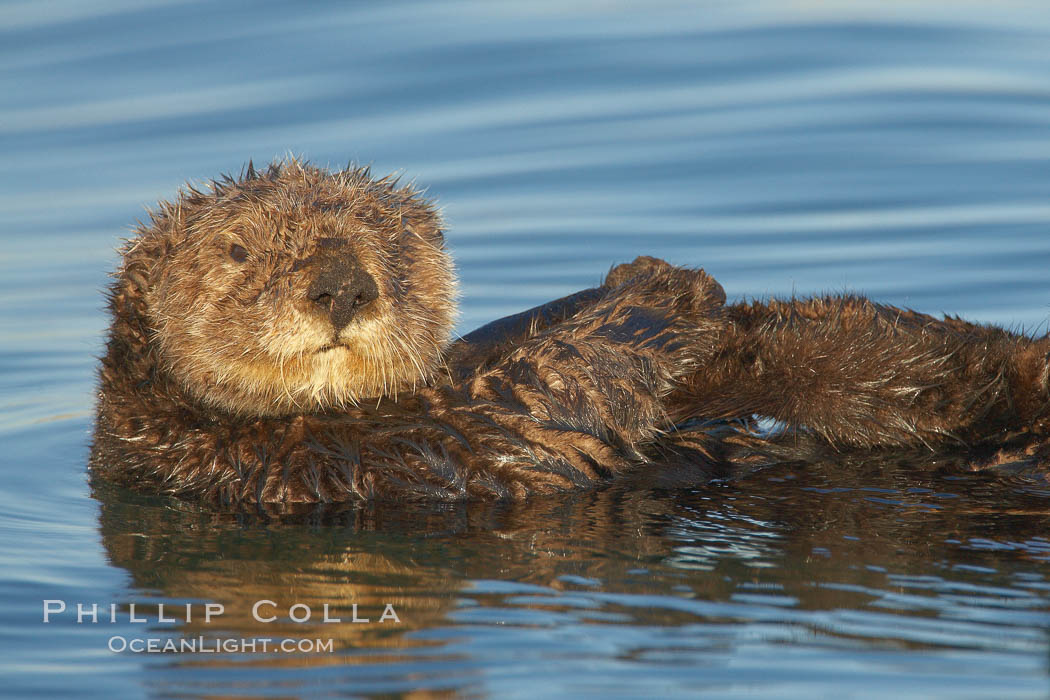 A sea otter, resting on its back, holding its paw out of the water for warmth.  While the sea otter has extremely dense fur on its body, the fur is less dense on its head, arms and paws so it will hold these out of the cold water to conserve body heat. Elkhorn Slough National Estuarine Research Reserve, Moss Landing, California, USA, Enhydra lutris, natural history stock photograph, photo id 21632