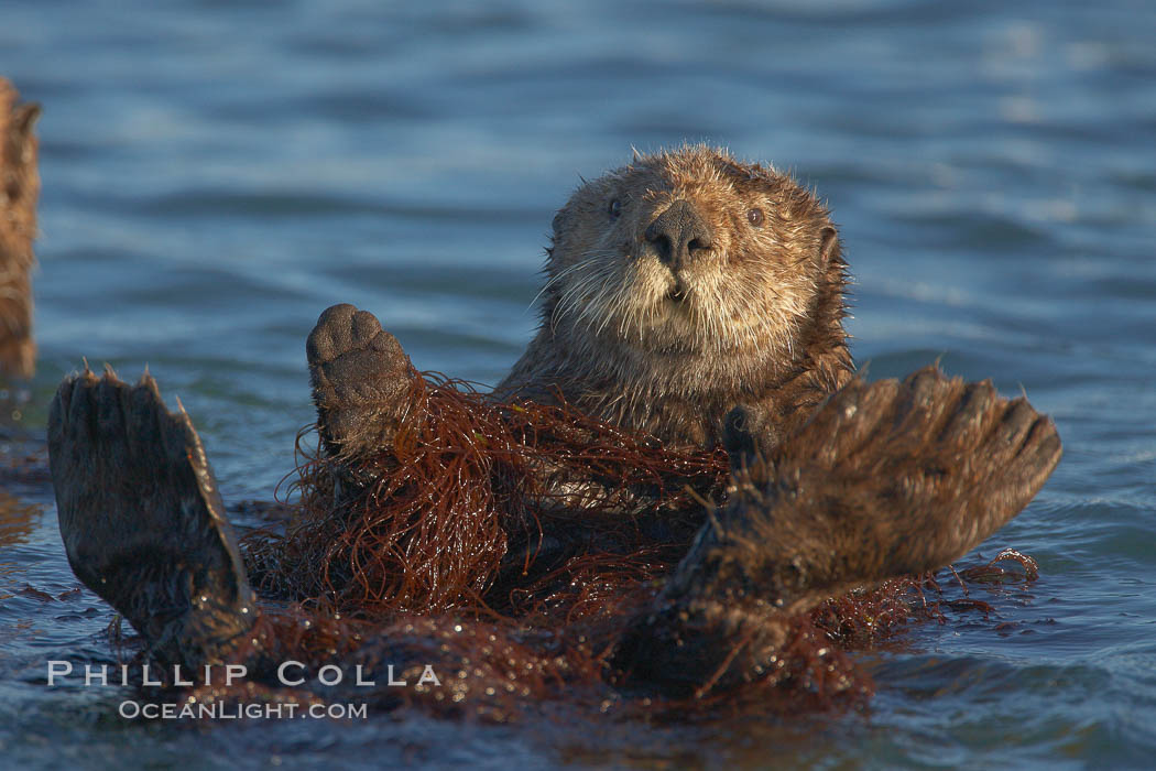 A sea otter, resting on its back, holding its paw out of the water for warmth.  While the sea otter has extremely dense fur on its body, the fur is less dense on its head, arms and paws so it will hold these out of the cold water to conserve body heat. Elkhorn Slough National Estuarine Research Reserve, Moss Landing, California, USA, Enhydra lutris, natural history stock photograph, photo id 21644