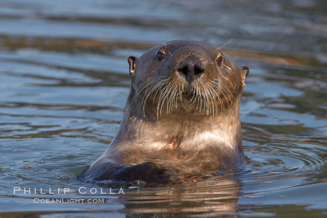 A sea otter, looking at the photographer as it forages for food in Elkhorn Slough, Enhydra lutris, Elkhorn Slough National Estuarine Research Reserve, Moss Landing, California