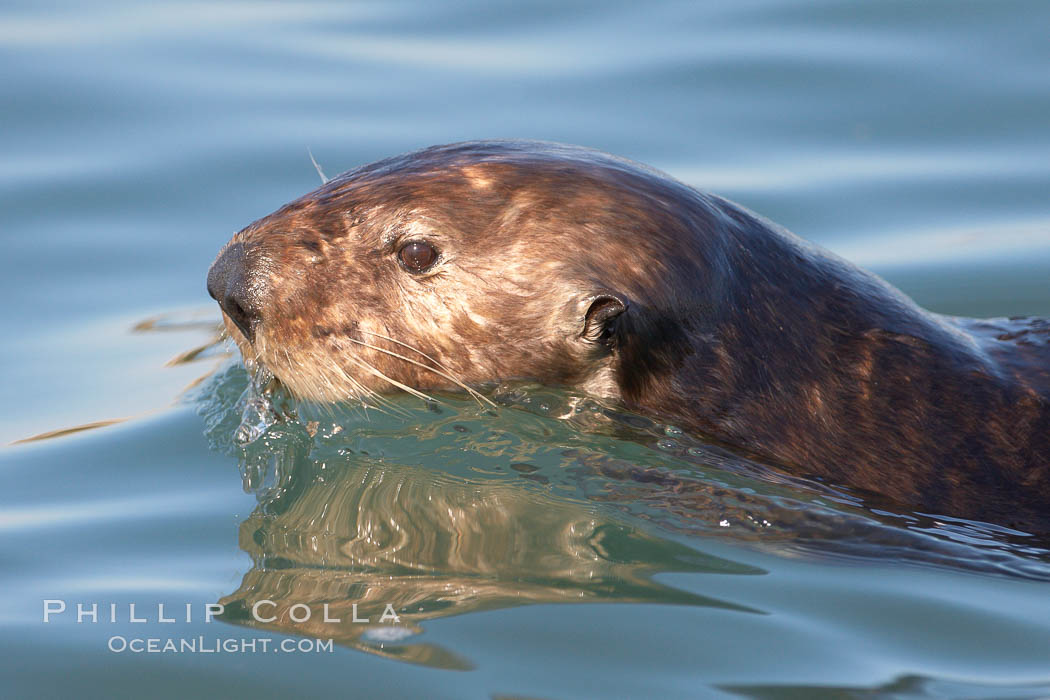 Sea otter, swimming at the ocean surface. Elkhorn Slough National Estuarine Research Reserve, Moss Landing, California, USA, Enhydra lutris, natural history stock photograph, photo id 21623