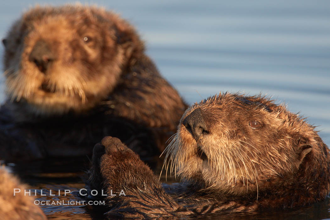 Sea otters, resting on the surface by lying on their backs, in a group known as a raft. Elkhorn Slough National Estuarine Research Reserve, Moss Landing, California, USA, Enhydra lutris, natural history stock photograph, photo id 21635