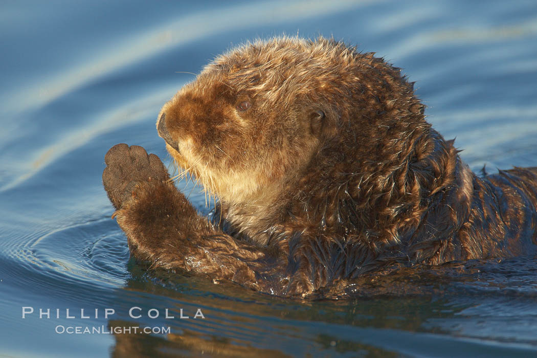 A sea otter, resting on its back, holding its paw out of the water for warmth.  While the sea otter has extremely dense fur on its body, the fur is less dense on its head, arms and paws so it will hold these out of the cold water to conserve body heat. Elkhorn Slough National Estuarine Research Reserve, Moss Landing, California, USA, Enhydra lutris, natural history stock photograph, photo id 21643