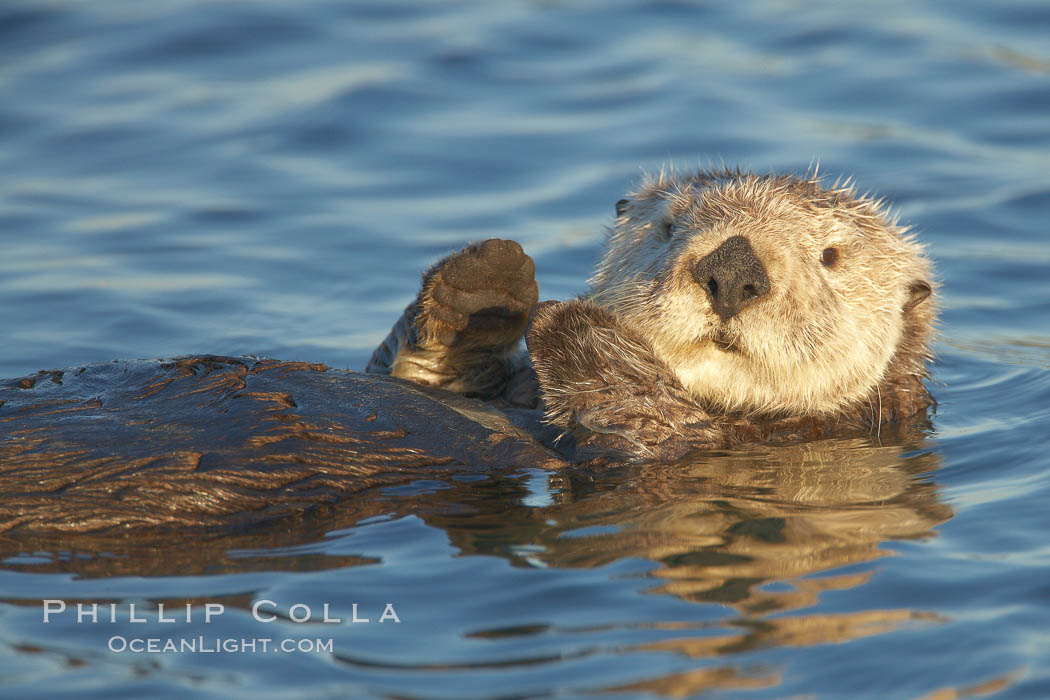 A sea otter, resting on its back, holding its paw out of the water for warmth.  While the sea otter has extremely dense fur on its body, the fur is less dense on its head, arms and paws so it will hold these out of the cold water to conserve body heat. Elkhorn Slough National Estuarine Research Reserve, Moss Landing, California, USA, Enhydra lutris, natural history stock photograph, photo id 21621