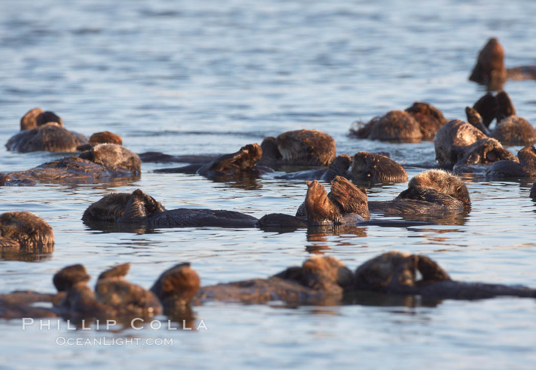 Sea otters, resting on the surface by lying on their backs, in a group known as a raft. Elkhorn Slough National Estuarine Research Reserve, Moss Landing, California, USA, Enhydra lutris, natural history stock photograph, photo id 21625