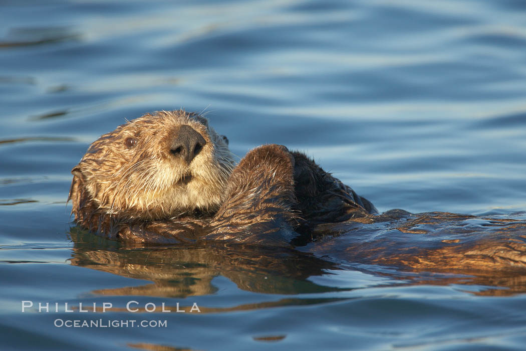 A sea otter, resting on its back, holding its paw out of the water for warmth.  While the sea otter has extremely dense fur on its body, the fur is less dense on its head, arms and paws so it will hold these out of the cold water to conserve body heat. Elkhorn Slough National Estuarine Research Reserve, Moss Landing, California, USA, Enhydra lutris, natural history stock photograph, photo id 21645