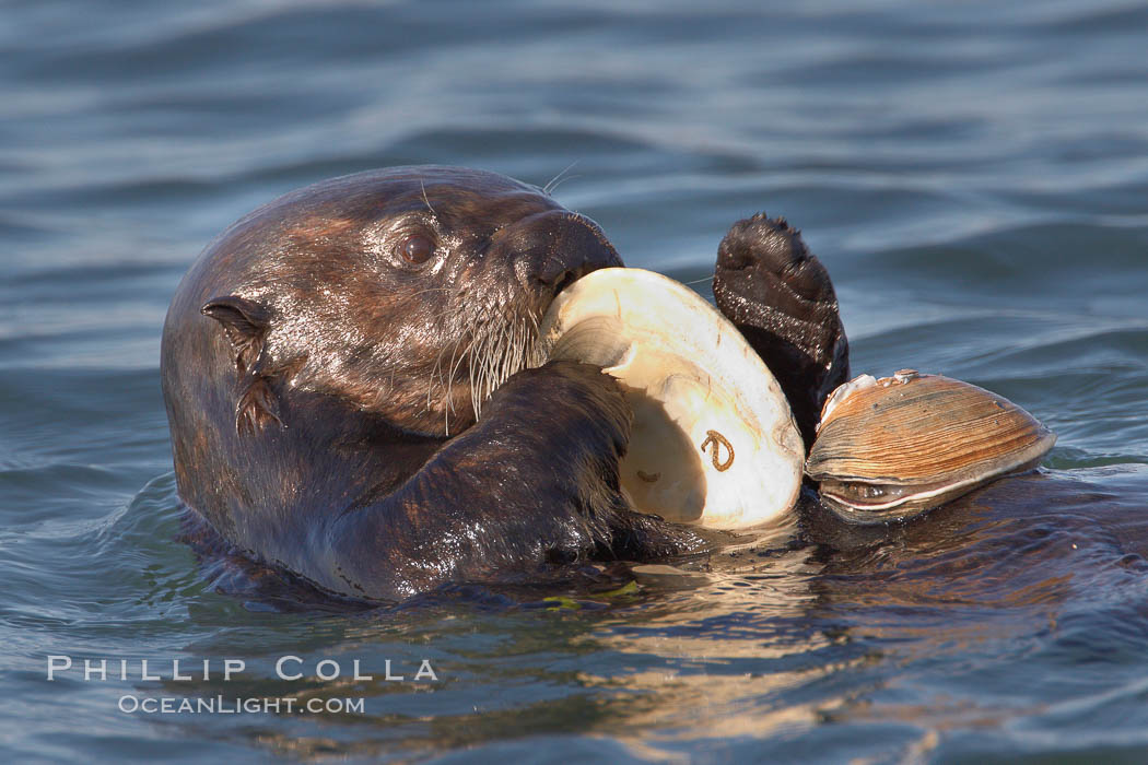 A sea otter eats a clam that it has taken from the shallow sandy bottom of Elkhorn Slough.  Because sea otters have such a high metabolic rate, they eat up to 30% of their body weight each day in the form of clams, mussels, urchins, crabs and abalone.  Sea otters are the only known tool-using marine mammal, using a stone or old shell to open the shells of their prey as they float on their backs. Elkhorn Slough National Estuarine Research Reserve, Moss Landing, California, USA, Enhydra lutris, natural history stock photograph, photo id 21609