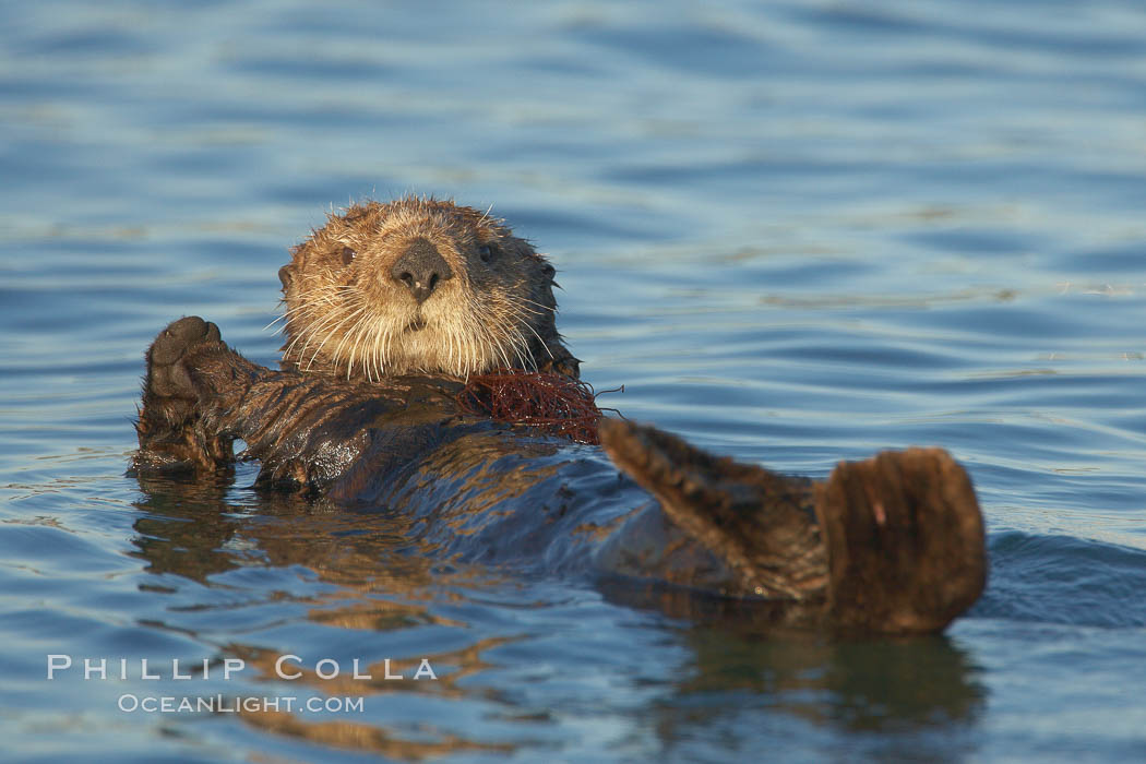 A sea otter resting, holding its paws out of the water to keep them warm and conserve body heat as it floats in cold ocean water. Elkhorn Slough National Estuarine Research Reserve, Moss Landing, California, USA, Enhydra lutris, natural history stock photograph, photo id 21675