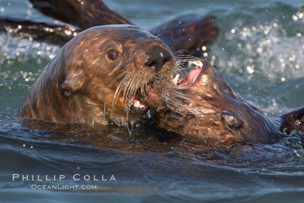 Sea otters mating. The male holds the female's head or nose with his jaws during copulation. Visible scars are often present on females from this behavior. Sea otters have a polygynous mating system. Many males actively defend territories and will mate with females that inhabit their territory or seek out females in estrus if no territory is established. Males and females typically bond for the duration of estrus, or about 3 days, Enhydra lutris, Elkhorn Slough National Estuarine Research Reserve, Moss Landing, California