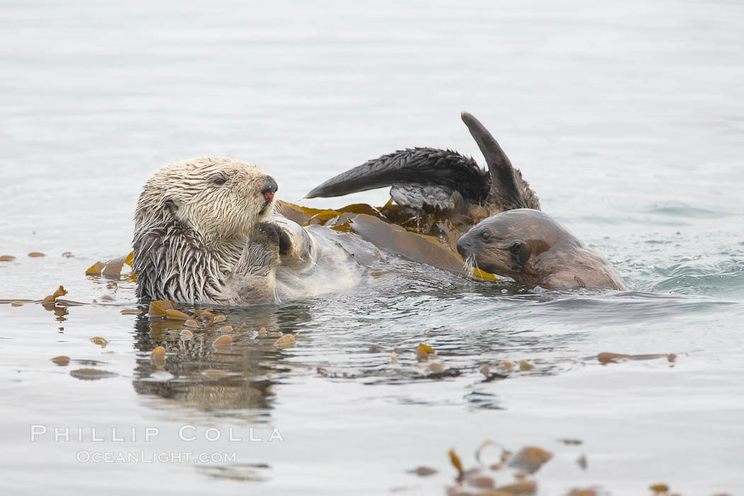 A female sea otter floats on its back on the ocean surface while her pup pops its head above the water for a look around. Both otters will wrap itself in kelp (seaweed) to keep from drifting as it rests and floats, Enhydra lutris, Morro Bay, California