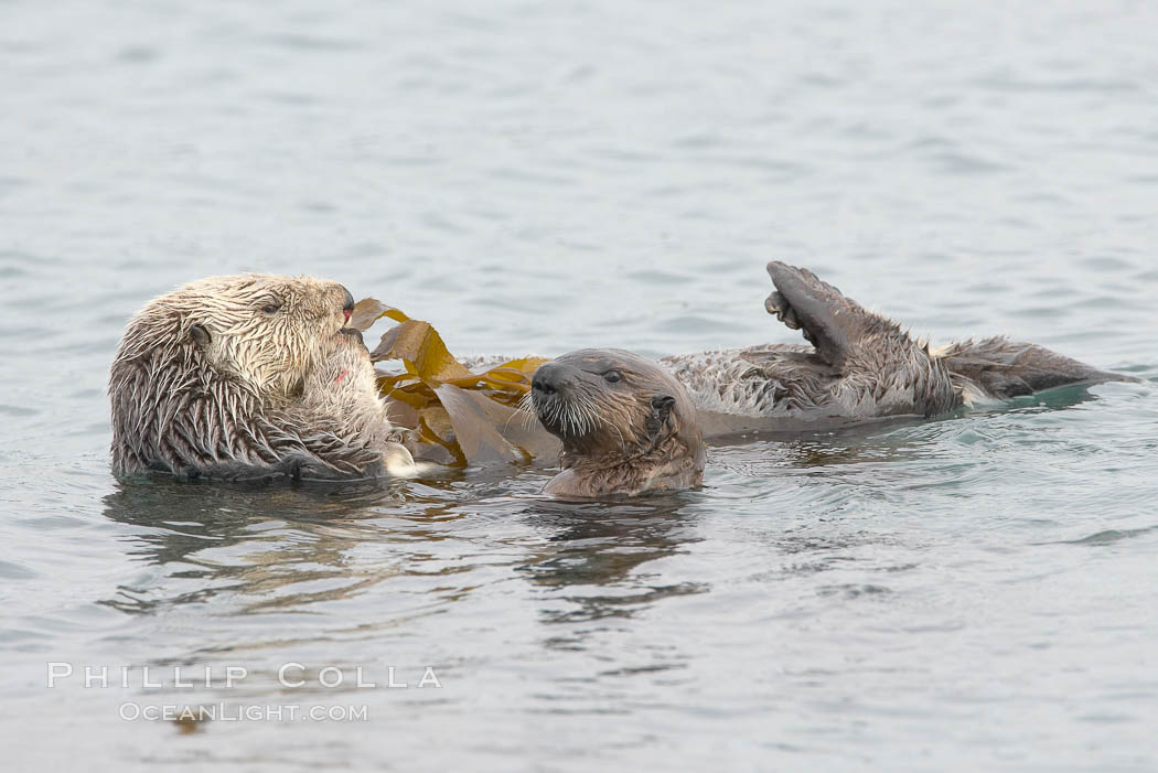 A female sea otter floats on its back on the ocean surface while her pup pops its head above the water for a look around.  Both otters will wrap itself in kelp (seaweed) to keep from drifting as it rests and floats. Morro Bay, California, USA, Enhydra lutris, natural history stock photograph, photo id 20438
