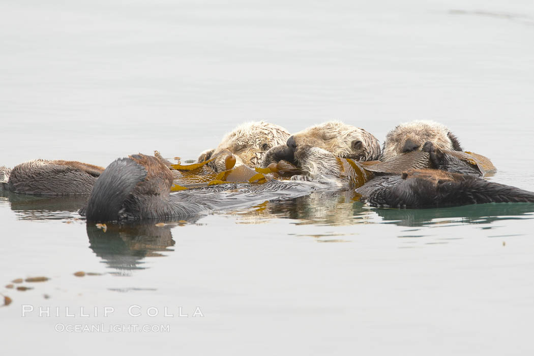 Three sleeping sea otters float on their backs on the ocean surface.  Each has wrapped itself in kelp (seaweed) to keep from drifting. Morro Bay, California, USA, Enhydra lutris, natural history stock photograph, photo id 20440