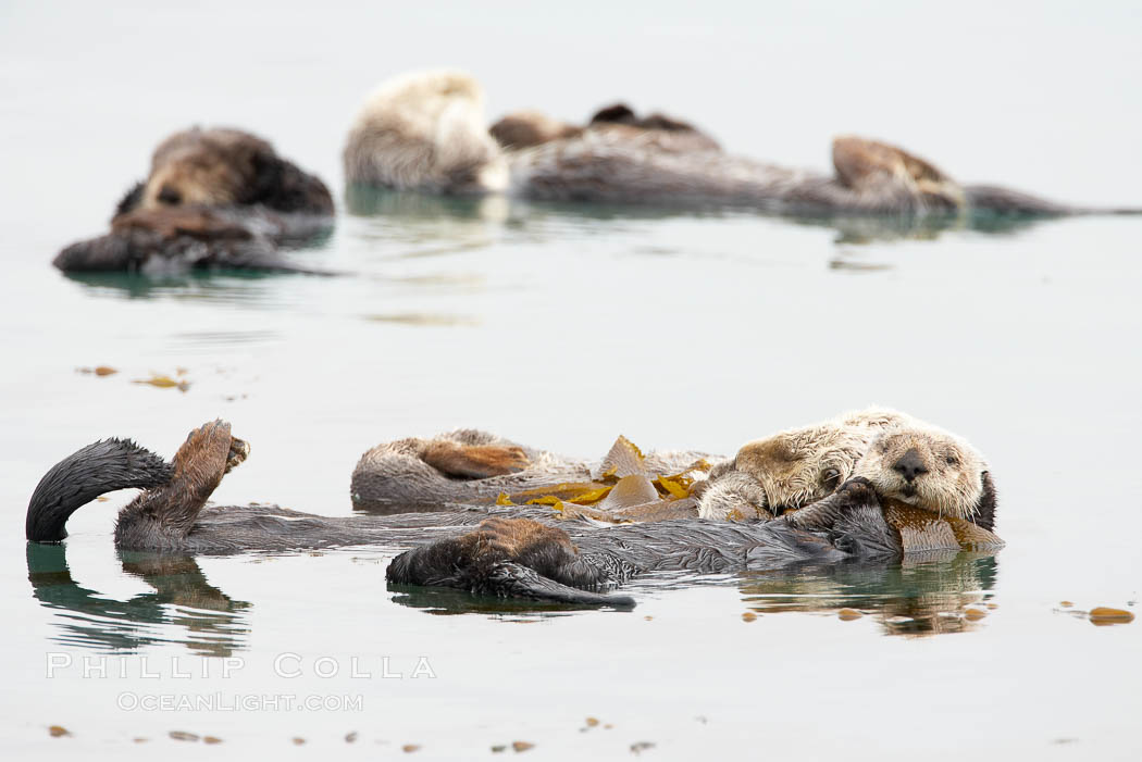 Five sea otters float on their backs on the ocean surface.  Each will wrap itself in kelp (seaweed) to keep from drifting as it rests and floats. Morro Bay, California, USA, Enhydra lutris, natural history stock photograph, photo id 20435