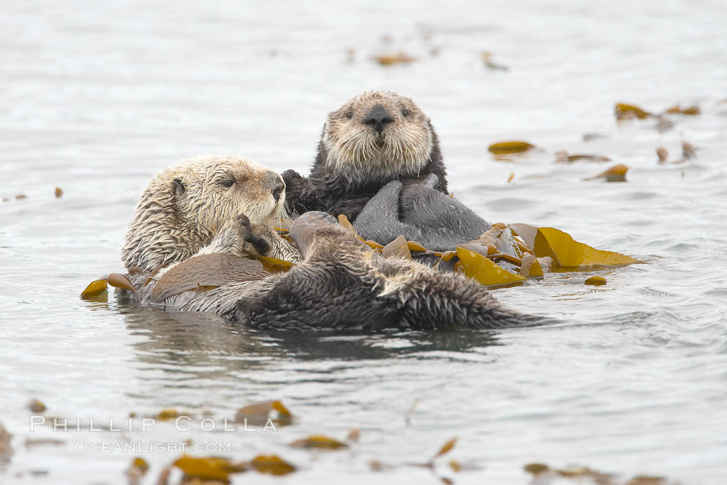Two sea otters float on their backs on the ocean surface.  Each will wrap itself in kelp (seaweed) to keep from drifting as it rests and floats. Morro Bay, California, USA, Enhydra lutris, natural history stock photograph, photo id 20439