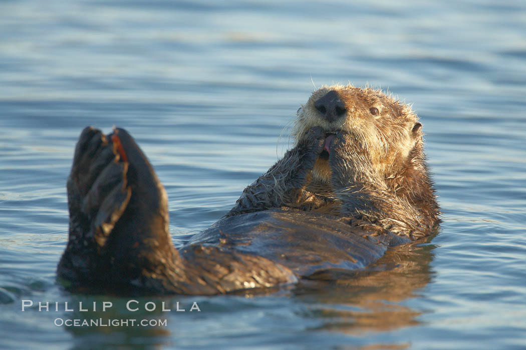 A sea otter, resting on its back, holding its paw out of the water for warmth.  While the sea otter has extremely dense fur on its body, the fur is less dense on its head, arms and paws so it will hold these out of the cold water to conserve body heat. Elkhorn Slough National Estuarine Research Reserve, Moss Landing, California, USA, Enhydra lutris, natural history stock photograph, photo id 21678