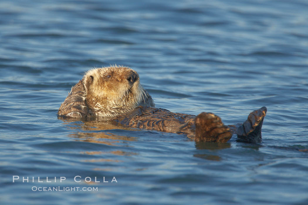 A sea otter, resting on its back, grooms the fur on its head.  A sea otter depends on its fur to keep it warm and afloat, and must groom its fur frequently. Elkhorn Slough National Estuarine Research Reserve, Moss Landing, California, USA, Enhydra lutris, natural history stock photograph, photo id 21682