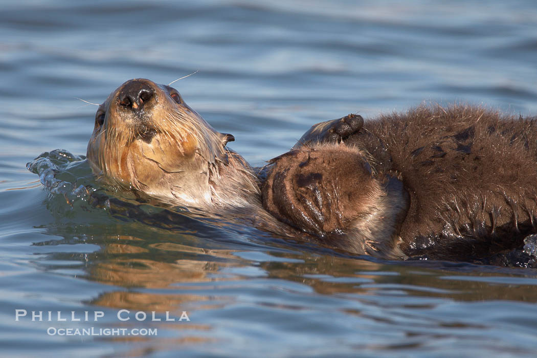 A sea otter mother pulls her days-old pup through the water.  The pup still has the fluffy fur it was born with, which traps so much fur the pup cannot dive and floats like a cork., Enhydra lutris, natural history stock photograph, photo id 21698