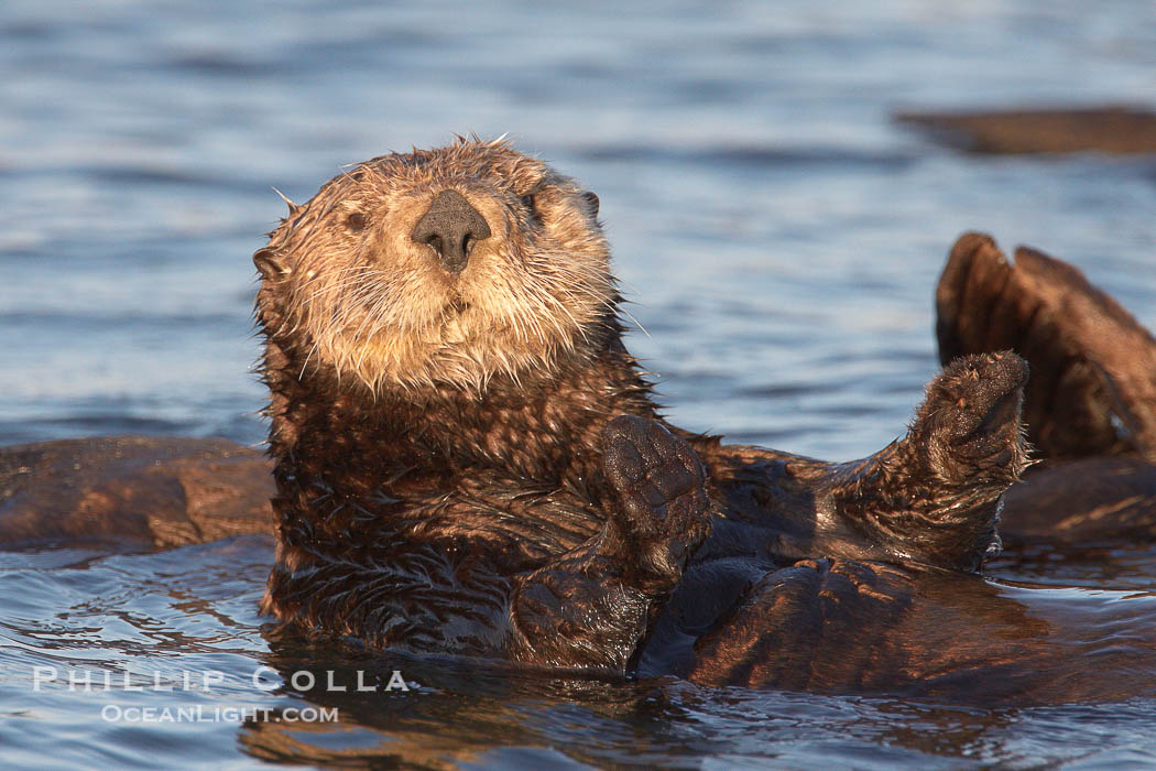 A sea otter resting, holding its paws out of the water to keep them warm and conserve body heat as it floats in cold ocean water., Enhydra lutris, natural history stock photograph, photo id 21692