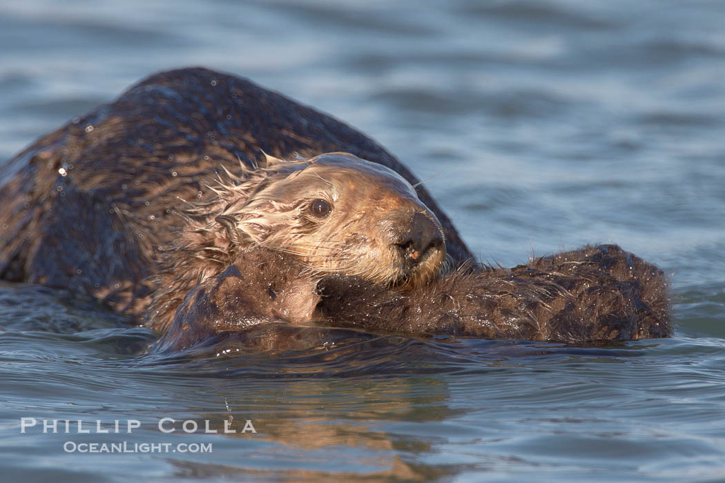 A sea otter mother pulls her days-old pup through the water.  The pup still has the fluffy fur it was born with, which traps so much fur the pup cannot dive and floats like a cork., Enhydra lutris, natural history stock photograph, photo id 21700