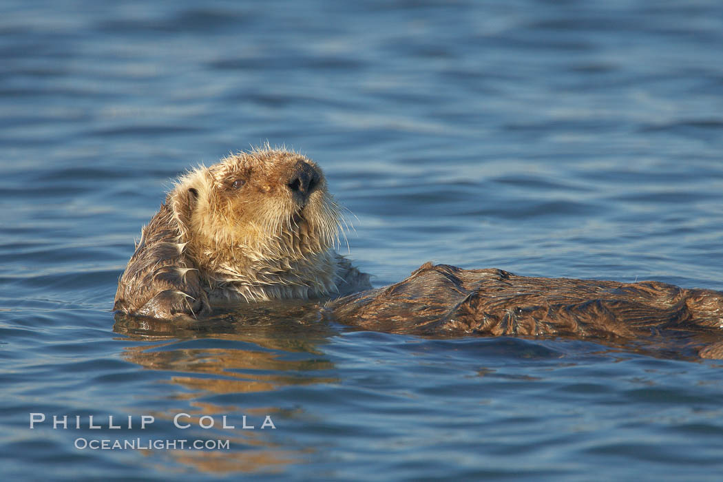 A sea otter, resting on its back, grooms the fur on its head.  A sea otter depends on its fur to keep it warm and afloat, and must groom its fur frequently. Elkhorn Slough National Estuarine Research Reserve, Moss Landing, California, USA, Enhydra lutris, natural history stock photograph, photo id 21683