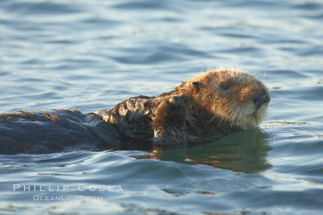 A sea otter, resting and floating on its back, in Elkhorn Slough. Elkhorn Slough National Estuarine Research Reserve, Moss Landing, California, USA, Enhydra lutris, natural history stock photograph, photo id 21687