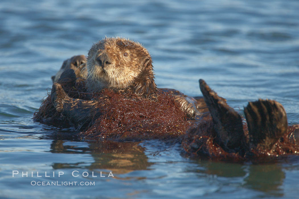 A sea otter resting, holding its paws out of the water to keep them warm and conserve body heat as it floats in cold ocean water. Elkhorn Slough National Estuarine Research Reserve, Moss Landing, California, USA, Enhydra lutris, natural history stock photograph, photo id 21681