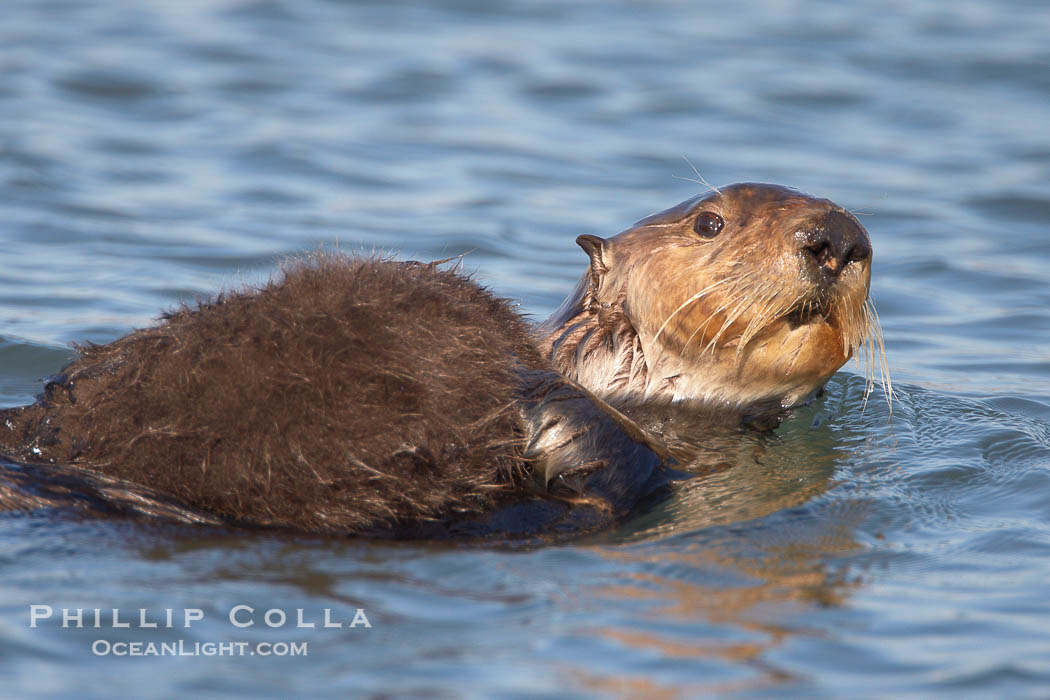 A sea otter mother hold her pup on her stomach as she rests floating on her back.  This pup, just a few days old, probably weighs between 3 and 5 pounds.  The pup still has the fluffy fur it was born with, which traps so much fur the pup cannot dive and floats like a cork., Enhydra lutris, natural history stock photograph, photo id 21697