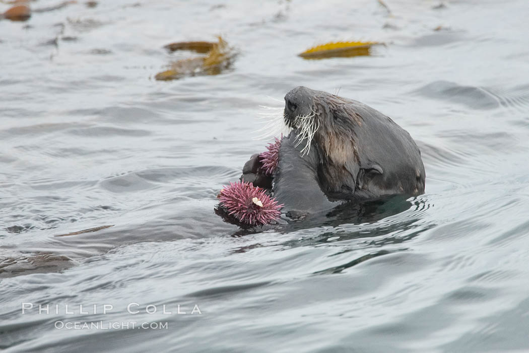 Sea otter rests on the ocean surface, grasping a purple sea urchin it has just pulled up off the ocean bottom and will shortly eat. Monterey. California, USA, Enhydra lutris, Strongylocentrotus purpuratus, natural history stock photograph, photo id 15068