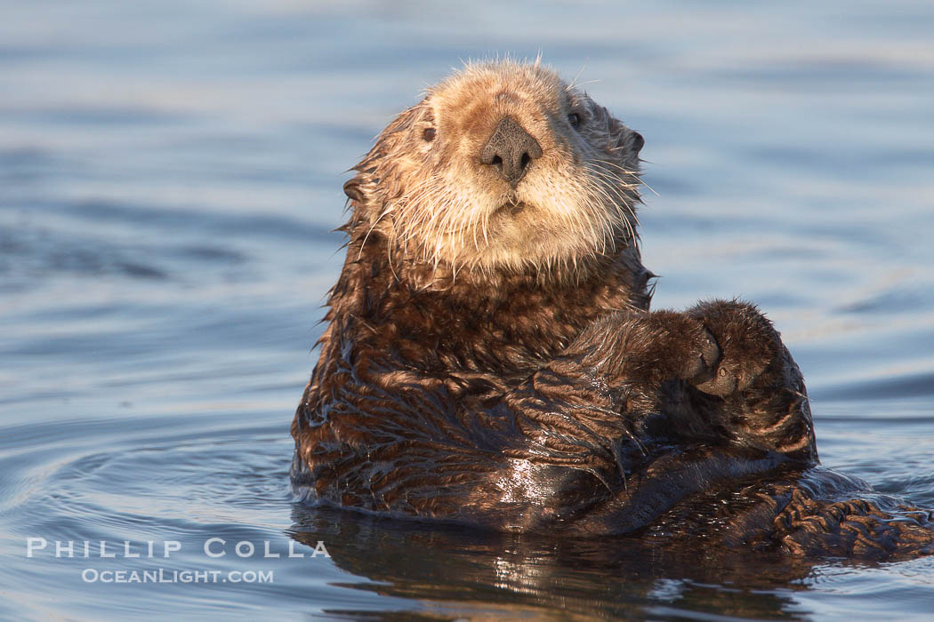 A sea otter, resting on its back, holding its paw out of the water for warmth.  While the sea otter has extremely dense fur on its body, the fur is less dense on its head, arms and paws so it will hold these out of the cold water to conserve body heat., Enhydra lutris, natural history stock photograph, photo id 21728