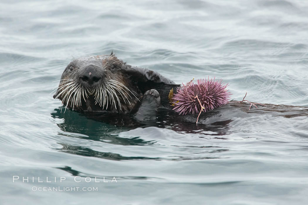 Sea otter rests on the ocean surface, grasping a purple sea urchin it has just pulled up off the ocean bottom and will shortly eat. Monterey. California, USA, Enhydra lutris, Strongylocentrotus purpuratus, natural history stock photograph, photo id 15067