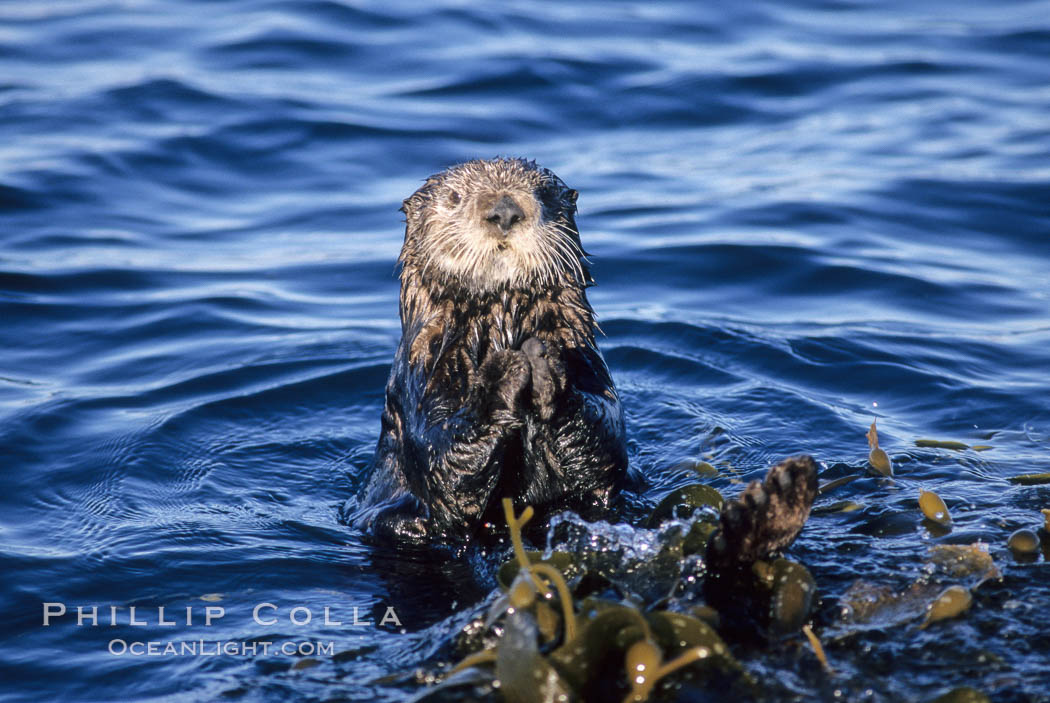 Sea otter resting amidst Macrocystis pyrifera kelp. Monterey, California, USA, Enhydra lutris, Macrocystis pyrifera, natural history stock photograph, photo id 04833