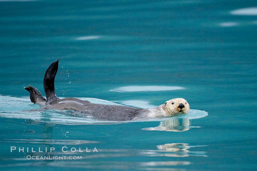 Sea otter, Enhydra lutris, Resurrection Bay, Kenai Fjords National Park, Alaska