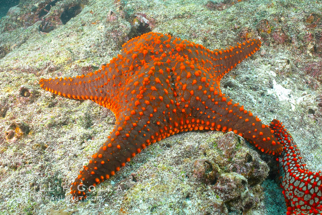 Unidentified sea star (starfish). North Seymour Island, Galapagos Islands, Ecuador, natural history stock photograph, photo id 16430
