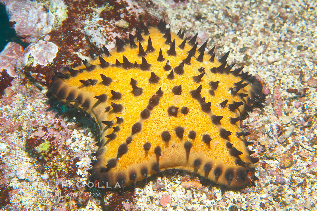 Unidentified sea star (starfish). Cousins, Galapagos Islands, Ecuador, natural history stock photograph, photo id 16432
