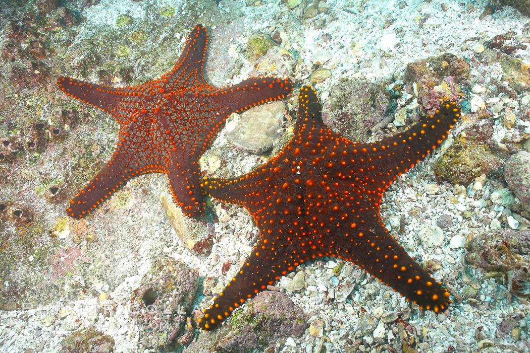 Unidentified sea star (starfish). North Seymour Island, Galapagos Islands, Ecuador, natural history stock photograph, photo id 16431