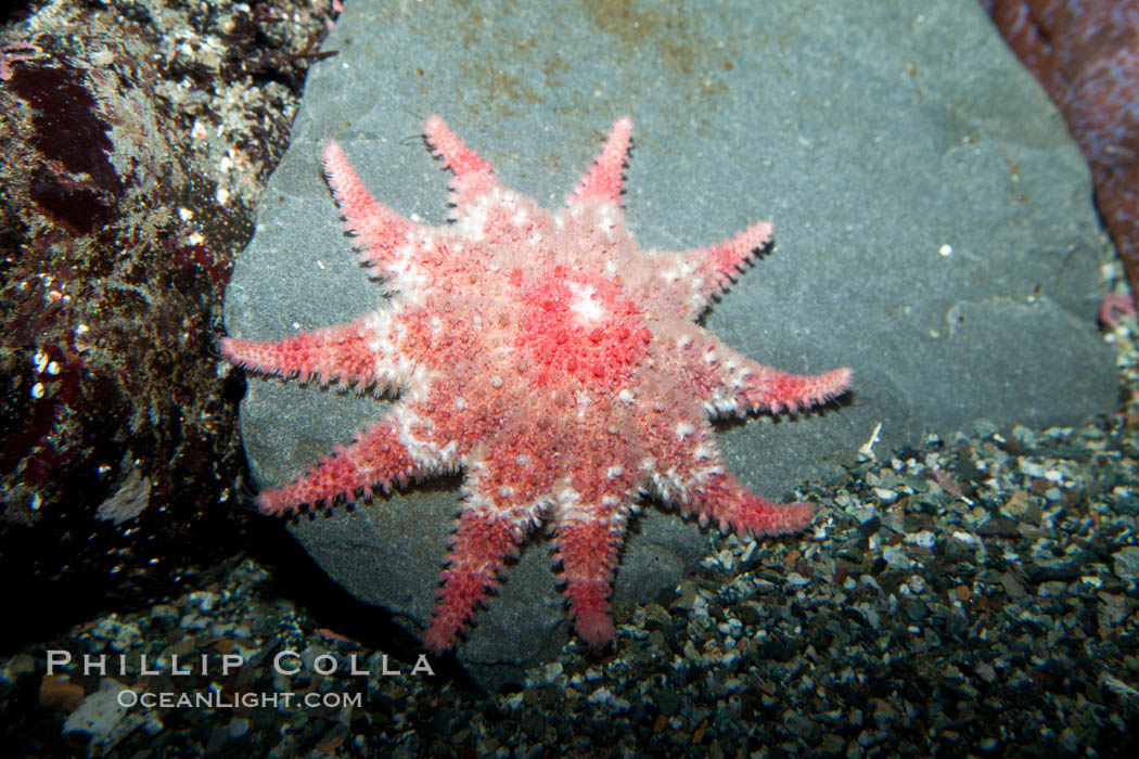 Unidentified sea star., natural history stock photograph, photo id 27203