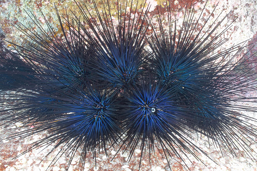 Unidentified sea urchin. North Seymour Island, Galapagos Islands, Ecuador, natural history stock photograph, photo id 16421