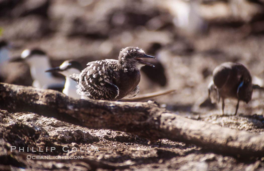 Seabird chick nested among roots of Pisonia trees, Rose Atoll National Wildlife Refuge. Rose Atoll National Wildlife Sanctuary, American Samoa, USA, natural history stock photograph, photo id 00891