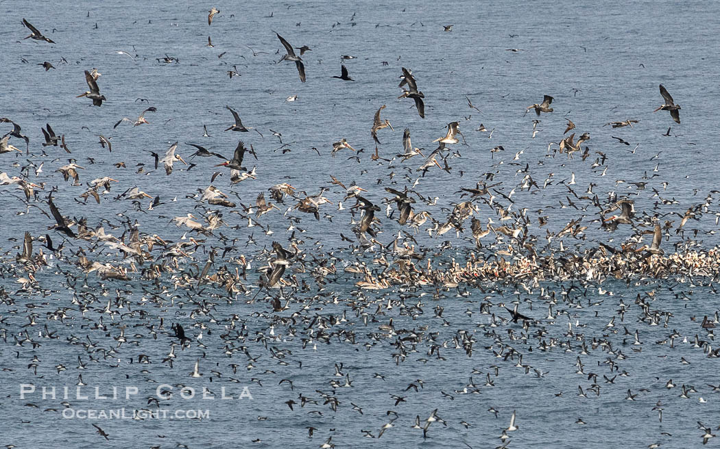 Seabirds gather in enormous numbers to feed on bait ball. Mixed species include brown pelican, black-vented shearwater, various gulls and Brandt's cormorants. La Jolla, California, USA, Pelecanus occidentalis, Pelecanus occidentalis californicus, natural history stock photograph, photo id 40023