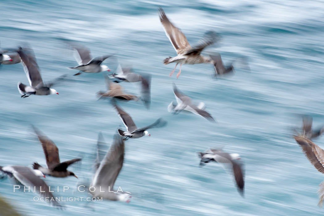 Seabirds in flight at sunrise, long exposure produces a blurred motion. La Jolla, California, USA, natural history stock photograph, photo id 15287