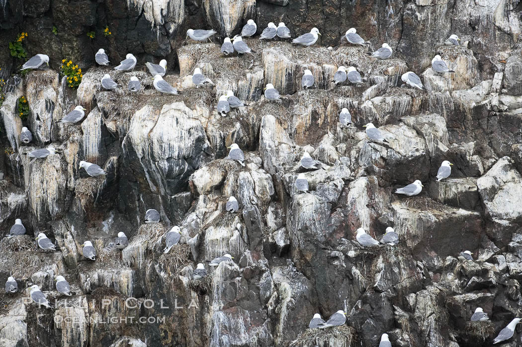 Seabirds nest on coastal rocks. Kenai Fjords National Park, Alaska, USA, natural history stock photograph, photo id 17378