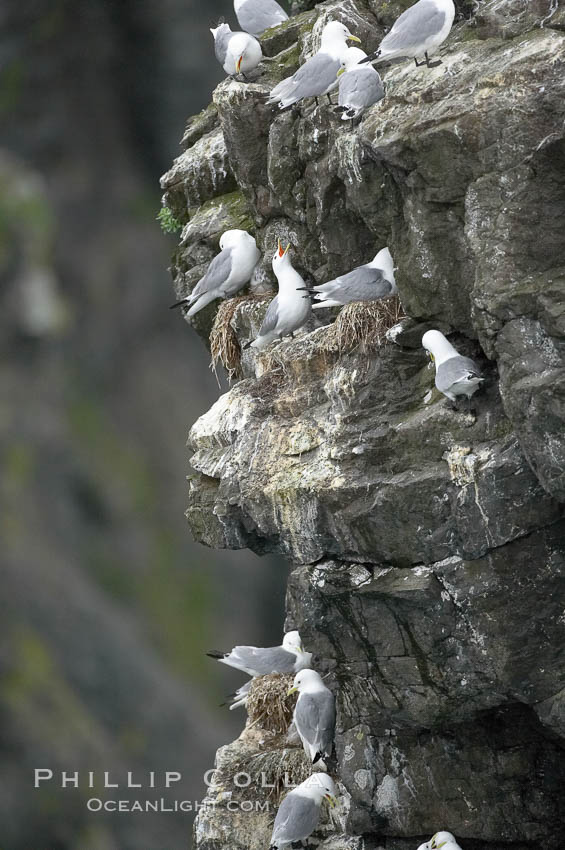 Seabirds nest on coastal rocks. Kenai Fjords National Park, Alaska, USA, natural history stock photograph, photo id 17382