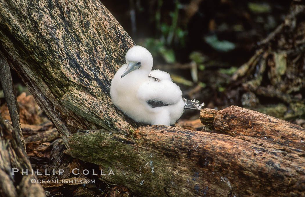 Seabirds shelter among Pisonia trees on Rose Atoll. Rose Atoll National Wildlife Refuge, American Samoa, USA, natural history stock photograph, photo id 00890