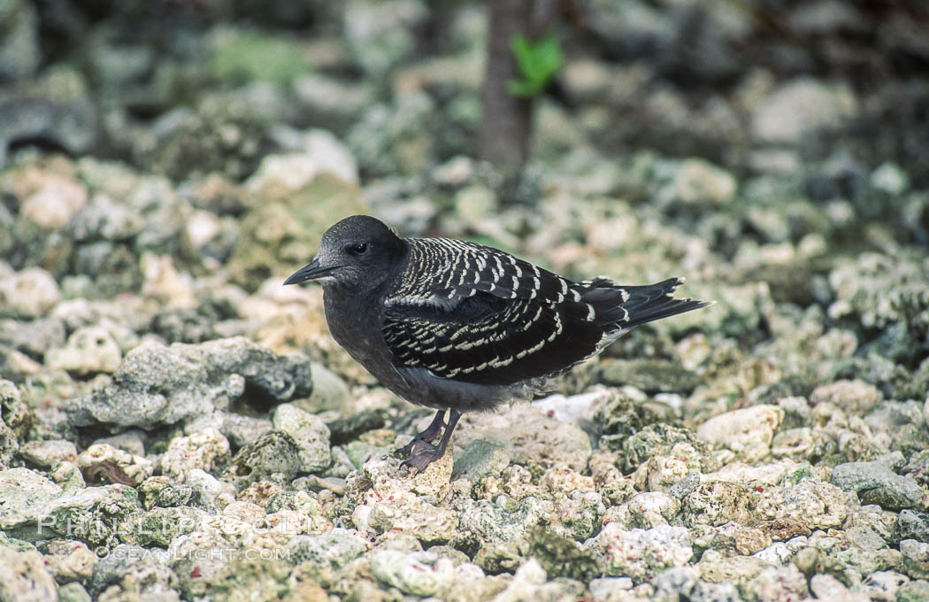 Seabirds shelter among Pisonia trees on Rose Atoll. Rose Atoll National Wildlife Refuge, American Samoa, USA, natural history stock photograph, photo id 00892