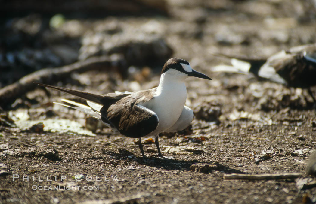 Seabirds shelter among Pisonia trees on Rose Atoll. Rose Atoll National Wildlife Refuge, American Samoa, USA, natural history stock photograph, photo id 00899